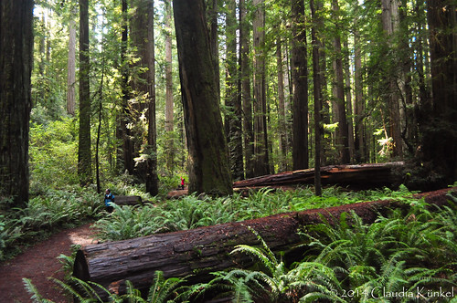 california trees forest stoutgrove oldgrowth sequoiasempervirens jedediahsmithredwoodsstatepark