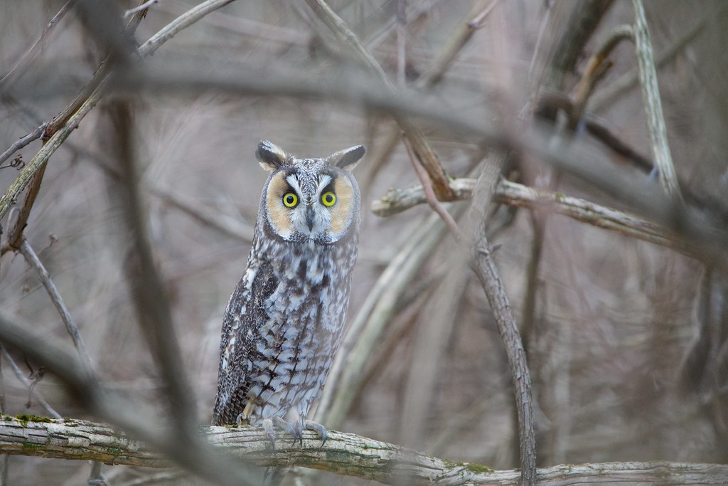 Long Eared Owl in the Window | Valley Forge This Morning | Flickr