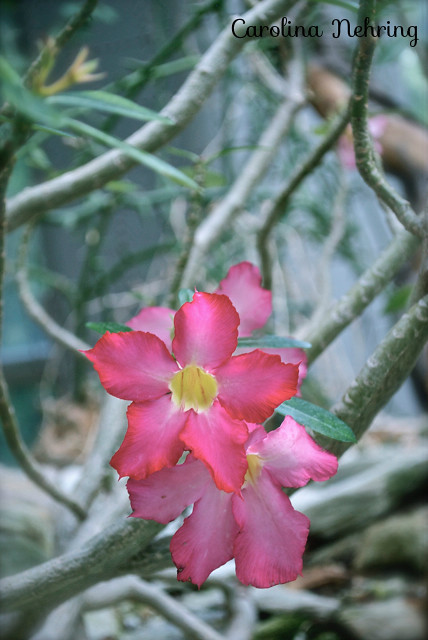 Rosa do deserto (por Carolina Nehring) | Photo by © Carolina… | Flickr