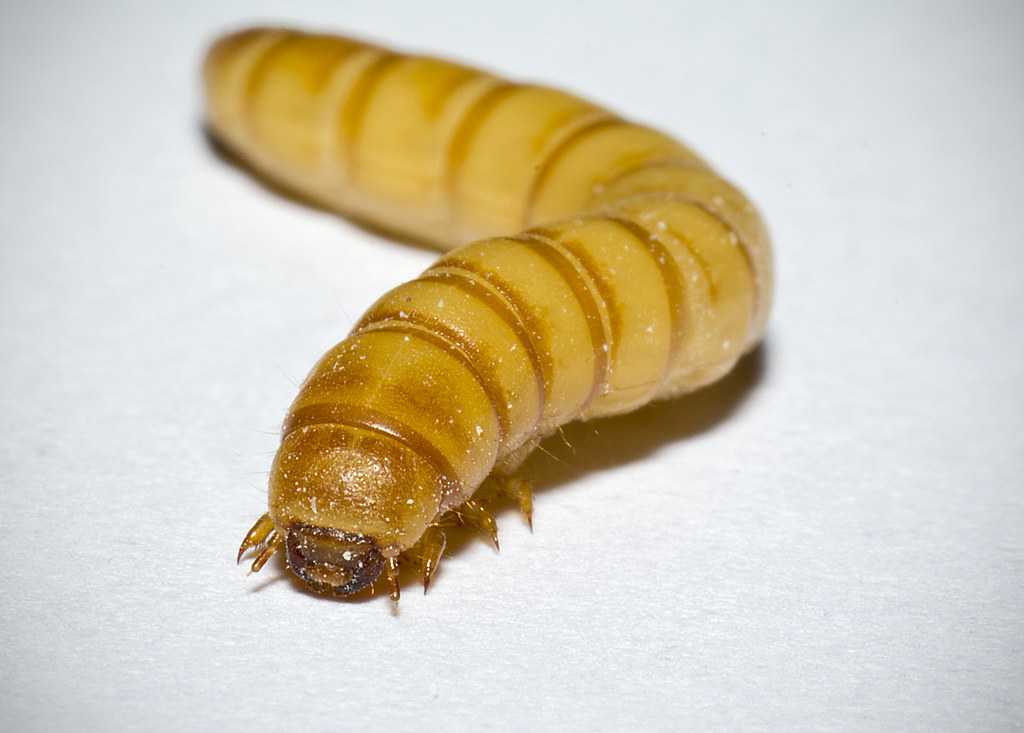 Mealworm, Tenebrio molitor A mealworms life cycle