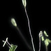 Flickr photo '2016-07-16-10.31.02 ZS PMax Muhlenbergia asperifolia-1' by: John Rusk.