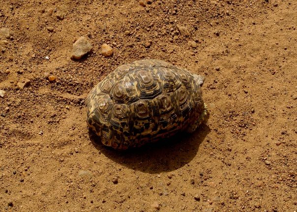 Leopard tortoise (Stigmochelys pardalis), Maasai Mara, Kenya