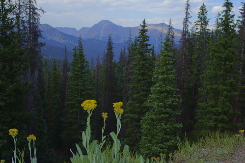 monarchpass flowers trees mountains landscape view colorado sanisabelnationalforest nationalforests green yellow wideangle