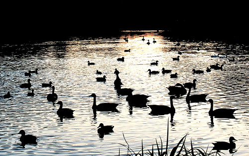 park sunset shadow lake reflection water birds evening geese washington illinois pond october springfield 2014