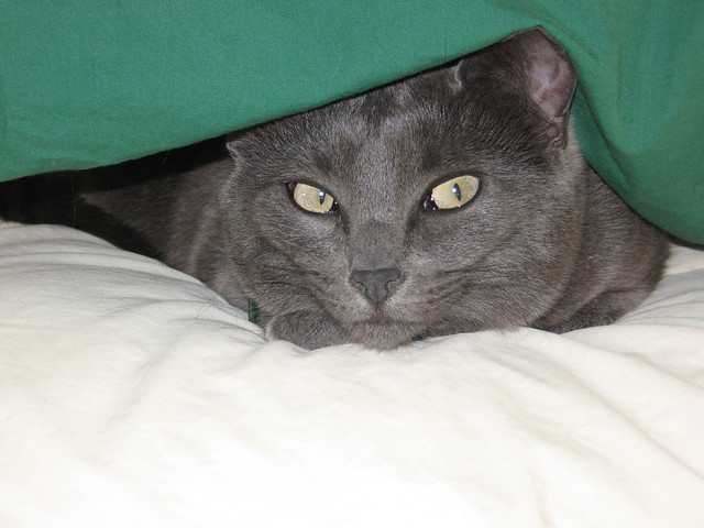 Luna Under Pillow