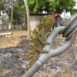IMG_132 Chameleon at &amp;quot;Konike Radio 89.4 FM&amp;quot; near Makali, Sierra Leone