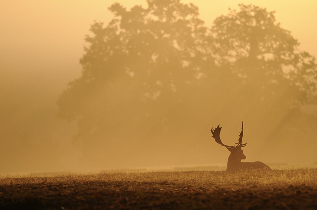 Fallow deer stag in the fog