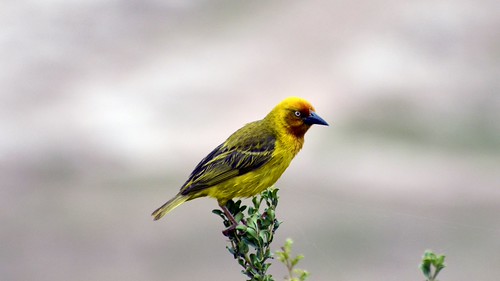 Port Elizabeth