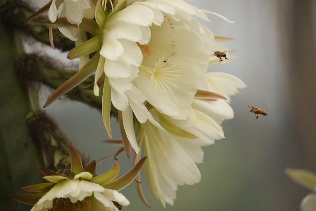 Bees in Flight San Pedro Cactus Flowers Sacred Cactus