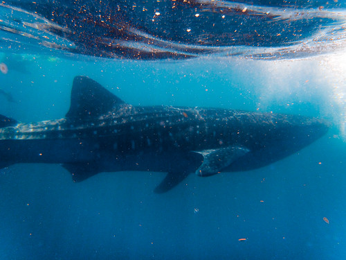 Whale Shark @ Isla Mujeres