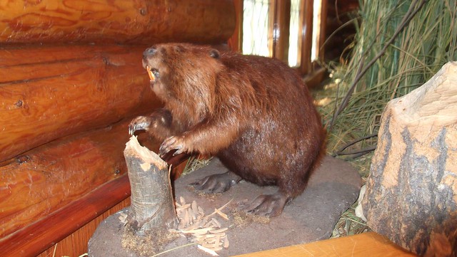 Beaver on display