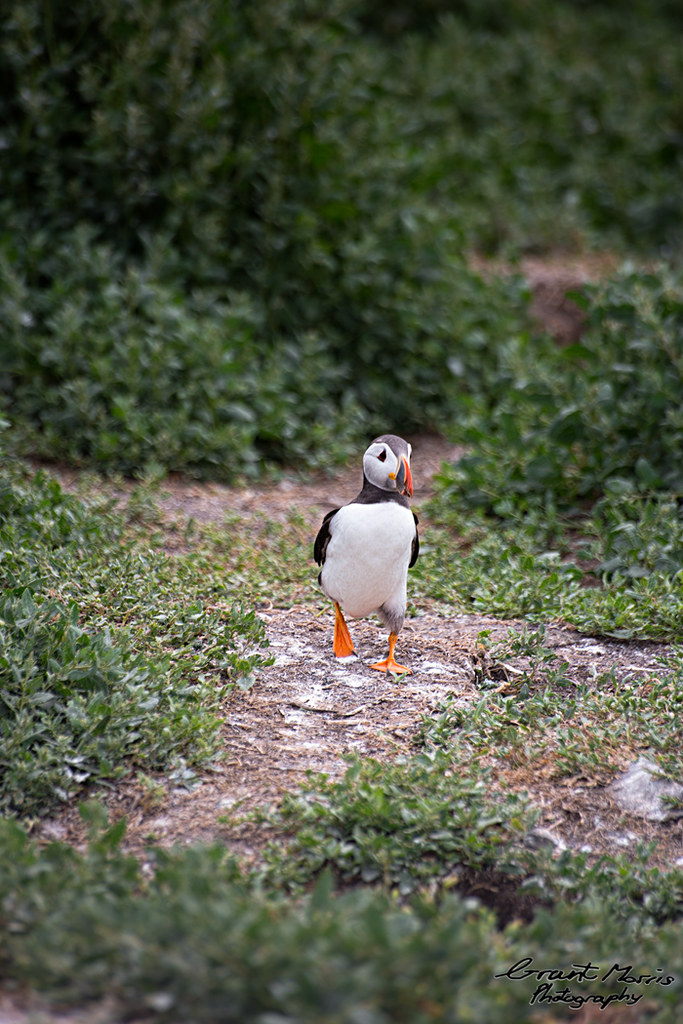Running and Puffin