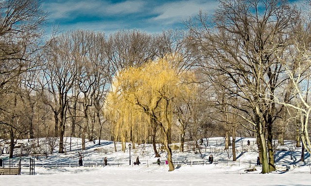 A Winter walk in Central Park