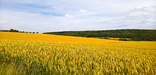 cereal crop field franken kesä landscape maaseutu pelto travel vilja prosselsheim bayern germany lumia 950xl