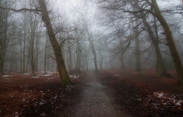 alderleyedge-woods-foggy
