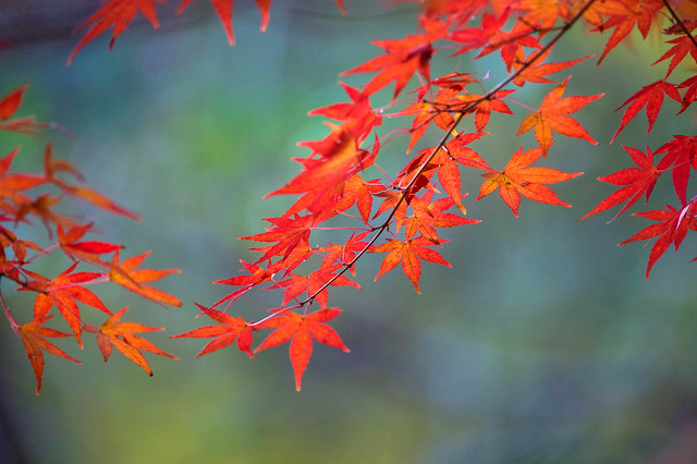 Vibrant Maple Branches