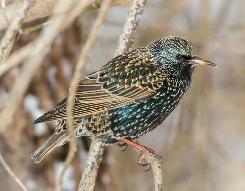 home birds us pennsylvania content places starling folder takenby chestercounty 2015 peterscamera petersphotos canon7d 20150126chestercountymisc 2015jan