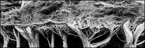 twisted force nature hedge wood tree wind landscape monochrome blackandwhite reality