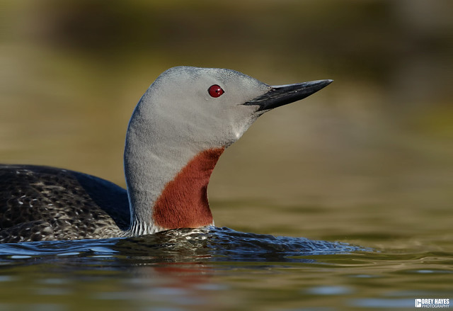 Red-Throated-Loon