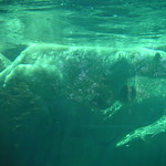 Polar bear at Maryland Zoo