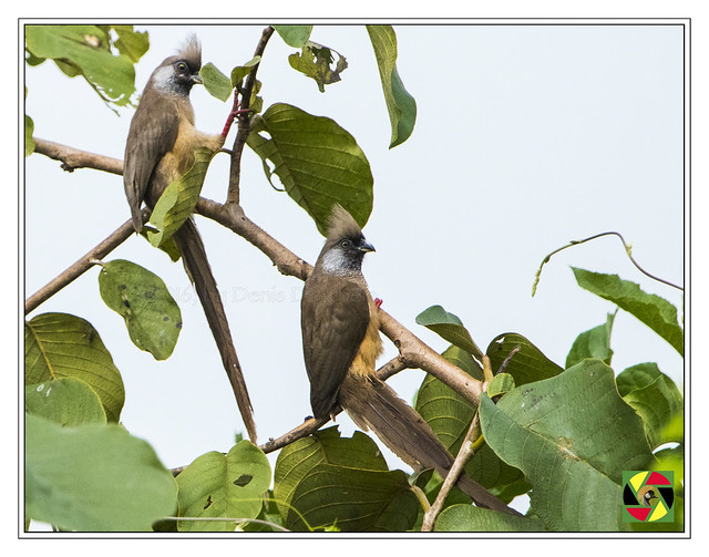 Speckled Mousebirds - Colius striatus