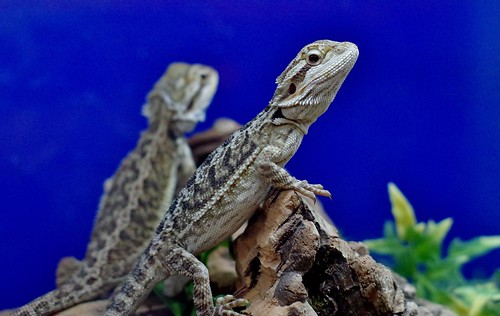 Young Bearded Dragons