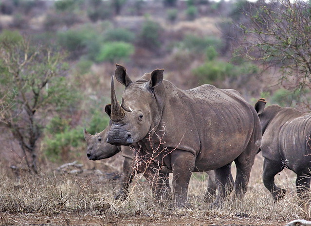 Rhino cow with two calves