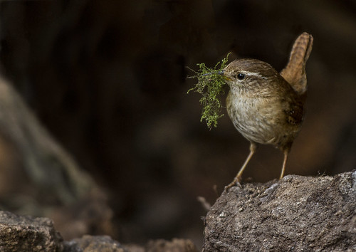 Wren-with-nest-material-PW-crp | by GREENGRASS F1