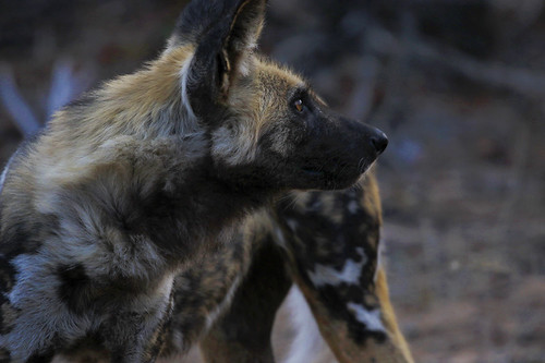 Wild Dog | by crafty1tutu (Ann)