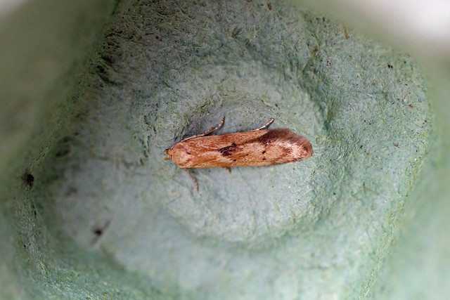 Blastobasis lacticolella, St Bees, Cumbria, England