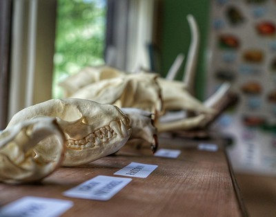 photo of animal skulls