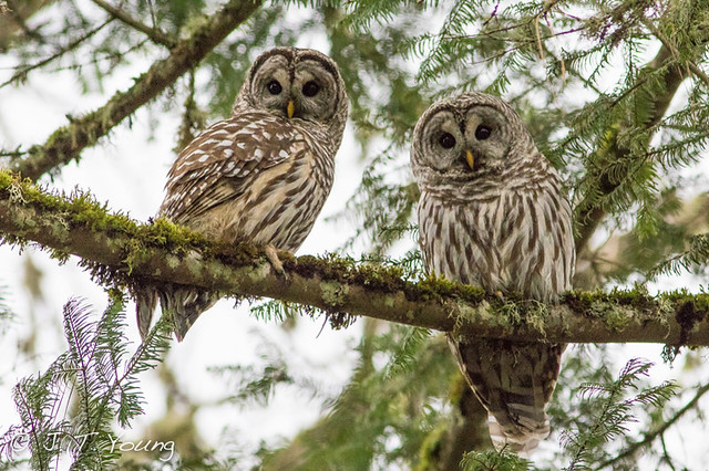 Barred Owl Pair, (Strix varia), Tualatin Hills Nature Pk, Beaverton Oregon, Dec 21, 2014