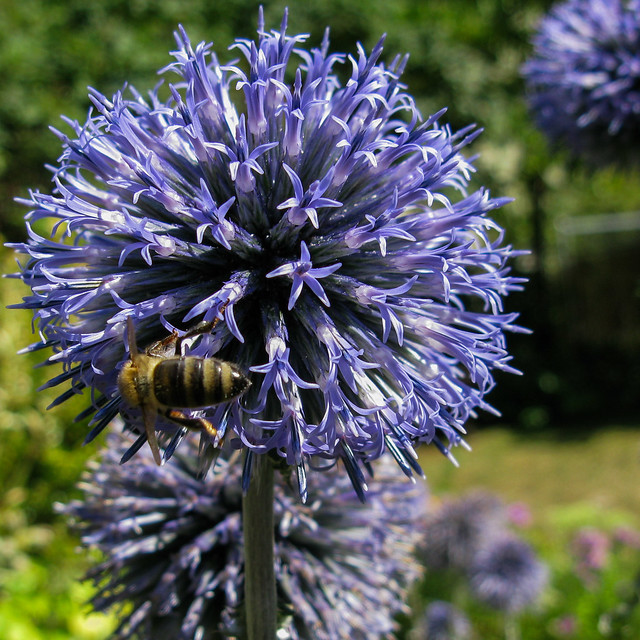 The Garden in August-Echinops and Bee