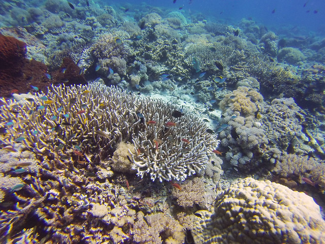 Panjang Reef | Moyo Island