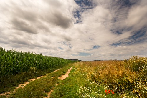 Dirt road and fields by tomaskriz1, Dirt road and fields with corn and oilseed. Moravian landscape Boskovice. road dirt oilseed corn mor