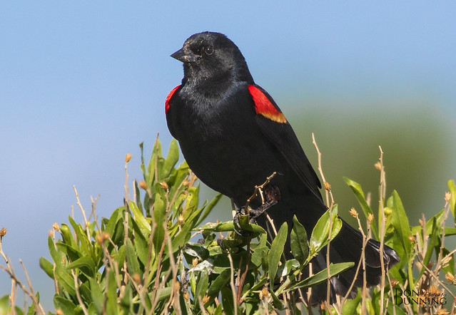 Red-winged Blackbird Male (Agelaius phoeniceus)