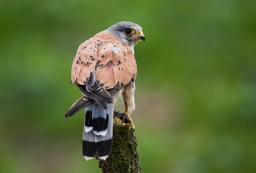 kestrel: back view | welshflyfisher | Flickr
