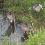 WE-LC-2018 Project Godwit chick RR-WL(E) and OL-WL(E) and RO-WL(E)