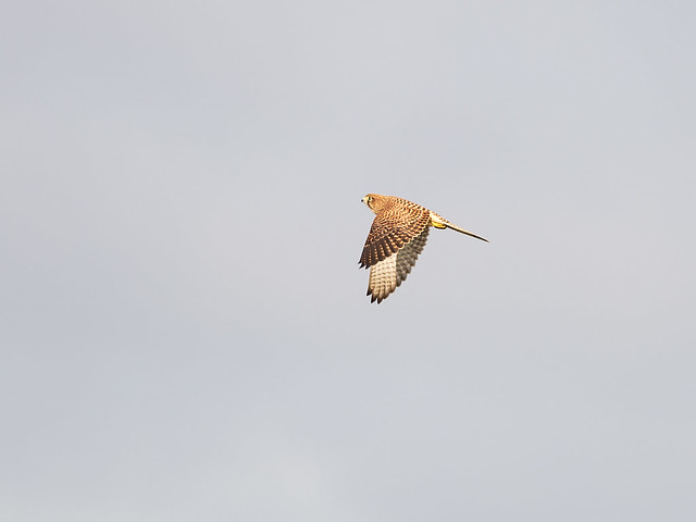 Female Kestrel - soaring