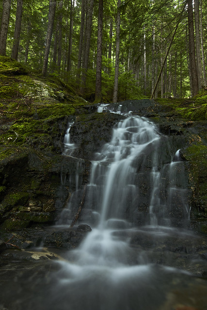 Waterfall in old growth forest