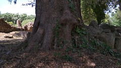 Trees in the shrine of ancient Olympia - Τα δένδρα του ιερού της αρχαίας Ολυμπίας #23