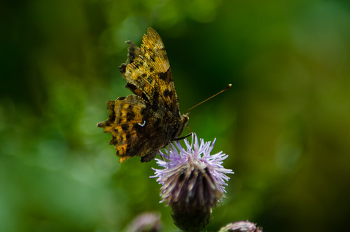 Comma butterfly, thistle flower
