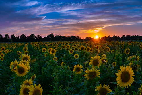 DSC09180 by tmalone893, Sunset over the sunflower fieldsunflowers memphis tennessee sun sunset landscape sony alpha6500 a650