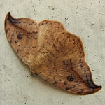 Heller Sichelflügler (Pebble Hook-tip, Drepana falcataria), Männchen
