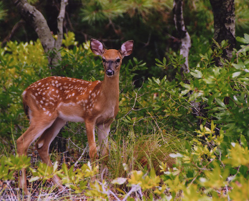 Photo of fawn in the woods