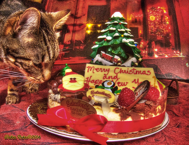 Rex Sniffs the Christmas/Birthday Cheesecake, HDR