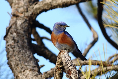 Western bluebird, male by jlcummins, I photographed bluebirds at Catherine Creek in the Columbia River Gorge, Washington.  After photogra