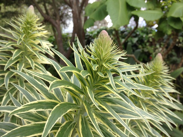 Variegated Echium cancans getting ready to bloom