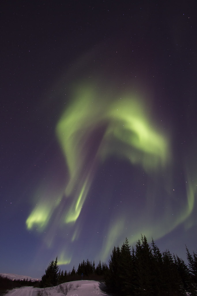 Northern lights over the icelandic forest
