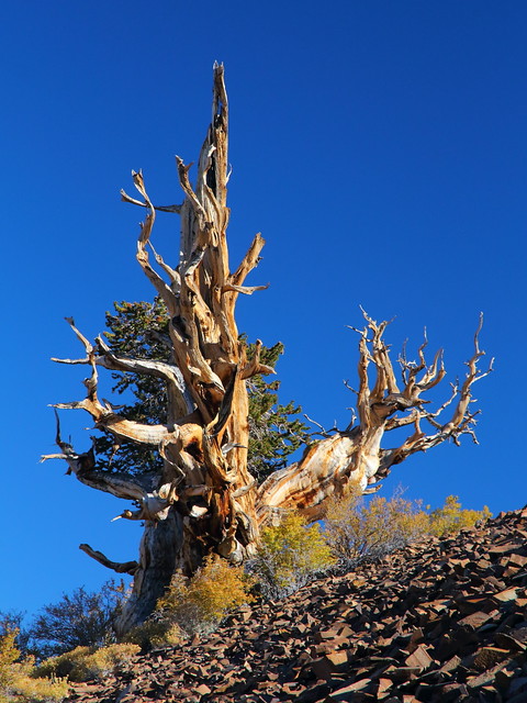 IMG_1848 Great Basin Bristlecone Pine, Ancient Bristlecone Pine Forest